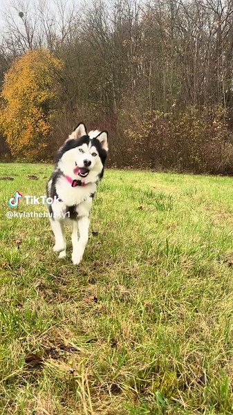 Discover the Joy of Having a Husky Dog