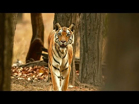 Tiger Protects Her Cubs from Bear | 4K UHD | Dynasties | BBC Earth