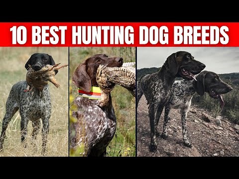 10 Best Hunting Dog Breeds.