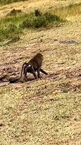 12M views · 27K reactions | 5 Escape from sobibor | HOLY CROSS GAME FARM | Facebook