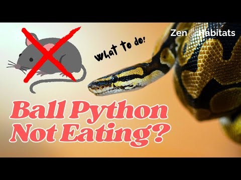 Why Your Ball Python Won’t Eat (Causes & Tips to Help!)