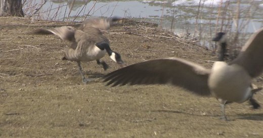 Goose attack east of Edmonton caught on video