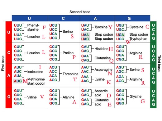 Steps on how to read the codon chart