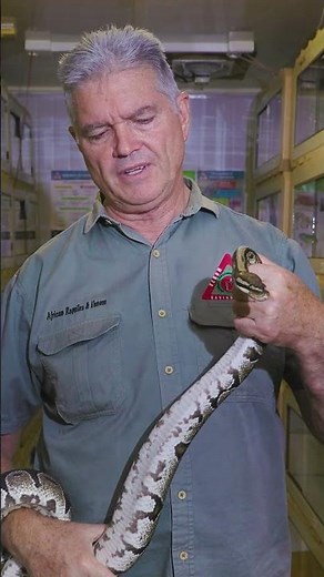 Ball pythons in the Wild #ballpythons #snake #reptiles