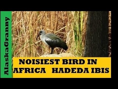 Loudest Bird In Africa Hadeda Ibis