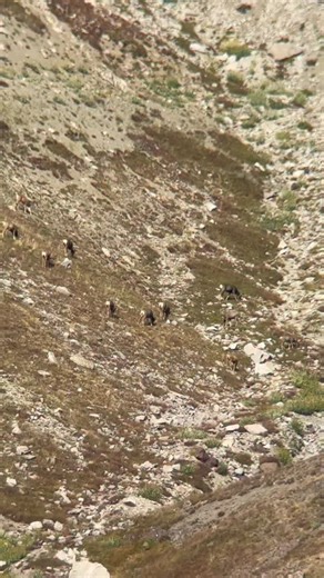 5.1K views · 210 reactions | While overall numbers are done compared to the traditional past, it was nice to see a couple of larger bachelor herds. Hopefully this bodes well for the future and a few good bucks can survive the pumpkin onslaught. We certainly did our part this year and passed up a lot of nice bucks hoping that next year will be the year for a few of them! How many can you count here?! | Gray Light | Facebook