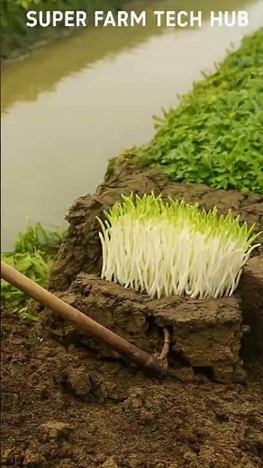 Special Planting Techniques for a Bountiful White Celery Harvest #farminglife #farming #harvesting