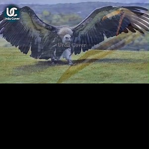 Nasa scientist discovered fossils of bird who have 21 feet long wings under antarctica #Antartica #NASA #NASAdiscovery #UrduCover #MonsterbirdFossils #Monster #Bird #ScientistDiscovered | Urdu Cover