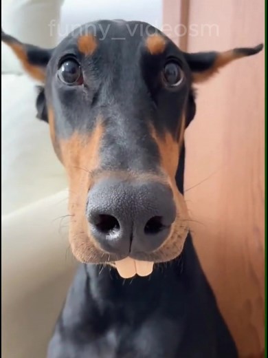 Funny Cat and Dog Videos Compilation