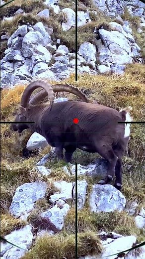 Mountain Goat Hunting | Caccia alla capra di montagna | Jacht op berggeiten