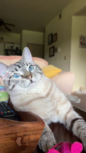 simonthelynxsiamese on TikTok