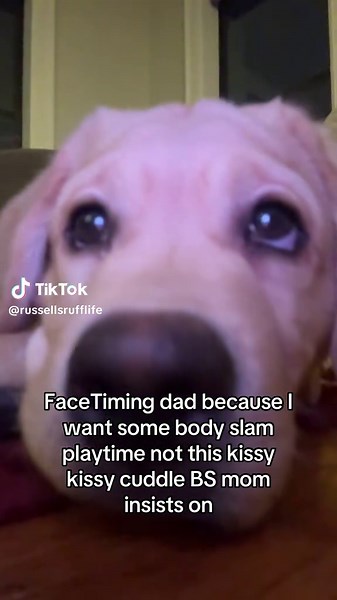 Fun Video Call with Dad and Our Cute Labrador Puppy