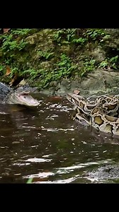2.3K views · 304 reactions | Python vs. Croc. & Croc Vs Jaguar | Agwu Nweze's Vlog | Facebook