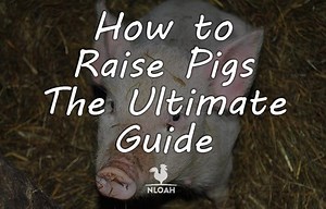 How to Raise Pigs - The Ultimate Guide