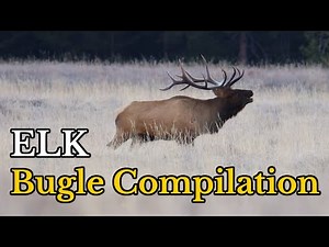 Amazing Sound of ELK Bugle During The Rut | Elk Bugling Sounds