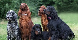 The 20 Most Popular Dog Breeds in 2022