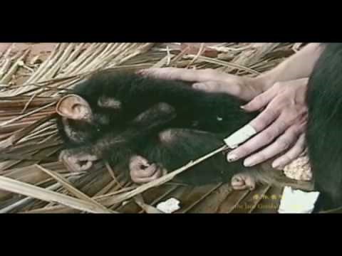 Threats to Chimps