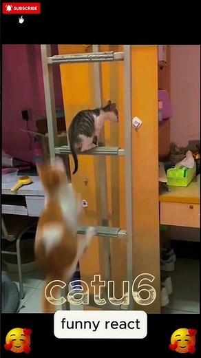 funny cats video Cute kitten compilations 2025 😂😱#funny #viralvideo #cute