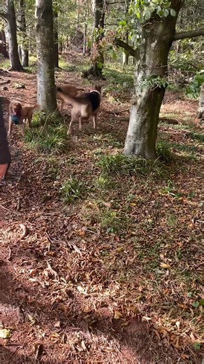 Oscar’s K-9 Pet Services on Reels | Facebook