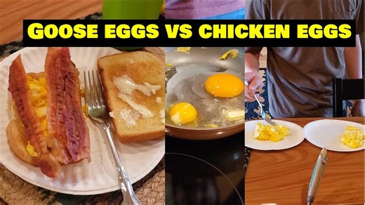 Goose Eggs vs. Chicken Eggs: Blind Taste Test Challenge