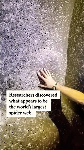 Scientists Discover Colossal Spider Web in Stinking Cave