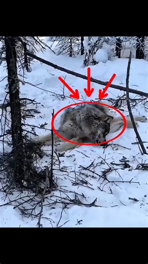 Enjoy wolf trapping at alaska #chasse #blackwolf #animalhunting #hunting #foxhunting #snow