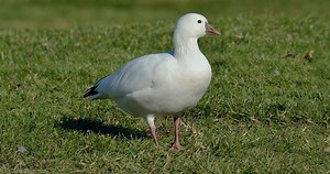 Ross's Goose Identification, All About Birds, Cornell Lab of Ornithology