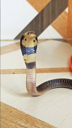 Terrifying Behavior of a Cobra Inside the House | Real Wildlife Moment #snakelovers #naturelovers