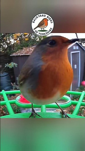 Robin & Blue Tit Feeding Close-Up @BackyardBirdsofYorkshire