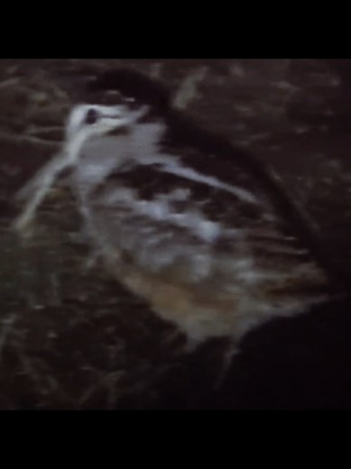 American Woodcock: A Unique Bird Species Explained