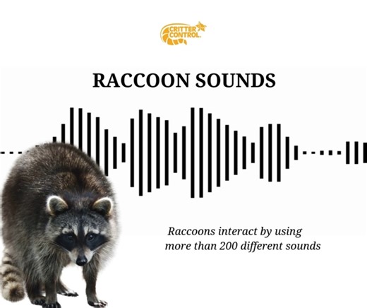 🔊 Raccoons are some of the most vocal wildlife you might encounter! They use more than 200 different sounds to communicate with one another. Some of the most common noises include purring, chittering, growling, snarling, hissing, whimpering, and screeching. If you’ve been hearing these unusual sounds around your home, it could have a raccoon nearby! Want to check out more raccoon sounds? Visit: https://www.crittercontrol.com/wildlife/raccoons/raccoon-sounds/ #RaccoonSounds #CritterControl | Cri