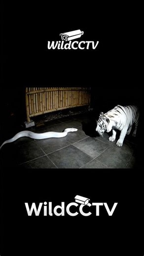 White Python vs White Tiger | Realistic CCTV Night Footage
