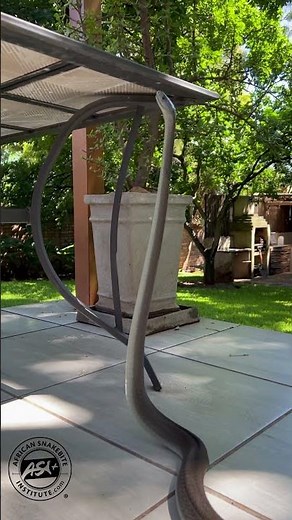 Mamba showing its strength