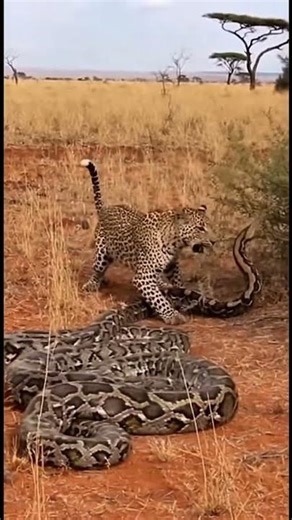 PYTHON STRIKE!⚠️ Leopard Dodges Death by an Inch