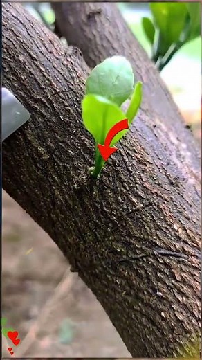 Learn How to Clone Your Plants, Grafting for Beginners