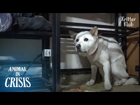 'Dog Abuse' Grew A Severe Phobia Of Humans In This Dog | Animal In Crisis EP189