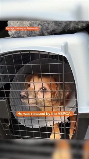ASPCA on Instagram: "Tiki, the viral sensation whose story of resilience, love and patience captivated the world 🐶✨ Earlier this year, the ASPCA assisted with the surrender of several Chihuahua mixes, including 5-year-old Tiki, from an overwhelmed pet owner in New York. Upon arrival, the dogs were extremely shut down and needed veterinary care. Tiki had a condition called “cherry eye” that required corrective surgery, and thankfully, ASPCA vets were able to repair his protruding tear glands — l