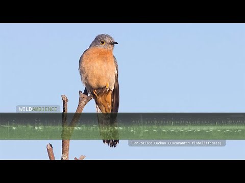 Fan-tailed Cuckoo Call & Sounds