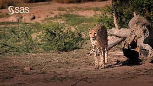 10K reactions · 1.6K shares | Protecting the natural world with artificial intelligence. AI solutions from SAS®. | SAS Software | Facebook