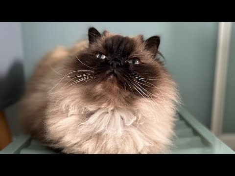 Penelope the Himalayan cat making chocolate biscuits with her paws 🐾 purring!