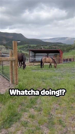 Someone teach that horse some manners 😂 #afv #horses #funnyvideos | America's Funniest Home Videos