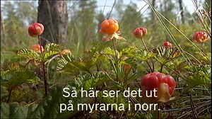 Här växer skogens guld så det knakar: – Jag har aldrig varit med om att det finns så här mycket hjortron, berättar 73-åriga Svante. #svtnyheter | SVT Nyheter