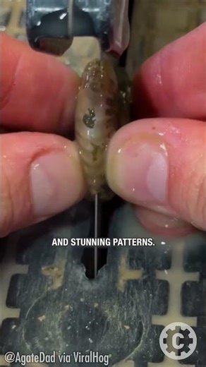 Fossil Surprise: Ammonite Revealed from the Inside