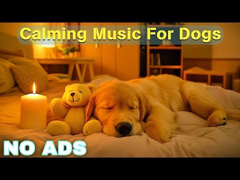 12 HOURS of Dog Calming Music For Dogs🎵💖Anti Separation Anxiety Relief Music🐶Sleep dog Healing🎵