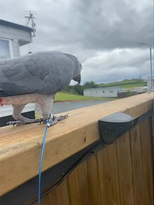 46K views · 1.5K reactions | I feel like am walking the dog  | Kelo the African Grey | Facebook