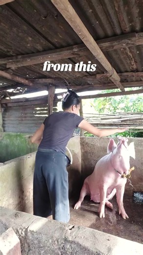 Caring for Pet Pigs: Tips and Cute Moments