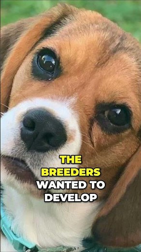 Meet the Beaglier - The Perfect Companion Dog!