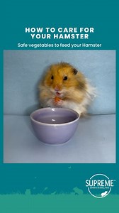 Hamsters can eat a range of different vegetables as part of their daily diet, Veggies can be a great nutritional complement as long as you use them as treats, just a small piece every day or every other day. Vegetables that are popular for Hamsters to eat are: ​​🥬​ ​​​Kale 🥦 Broccoli 🥕 Carrot 🥒 Courgette 🌿 Celery 🌿 Asparagus 🫑 Sweet Pepper/Capsicum Please note: When introducing a new vegetable, offer only a tiny amount and wait 24 hours to make sure they do not develop an upset belly 🐹 F