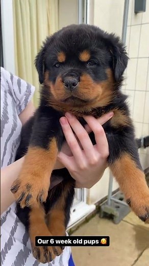 6 week old Rottweiler Puppies 🥰🐶