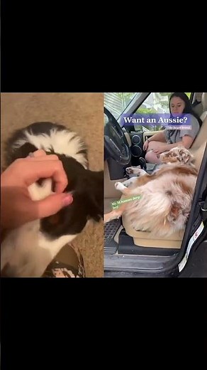 Training Moments with Service Dogs in Action